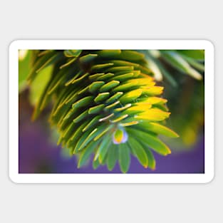 "Pine cone" Magnet